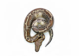 Load image into Gallery viewer, Male Piebald 100% het. T- Albino Blood Python