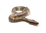 Load image into Gallery viewer, Male Piebald 100% het. T- Albino Blood Python