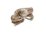 Load image into Gallery viewer, Male Piebald 100% het. T- Albino Blood Python