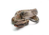 Load image into Gallery viewer, Male Piebald 100% het. T- Albino Blood Python