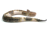 Load image into Gallery viewer, Male Pied 100% het. T- Albino Blood Python