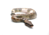 Load image into Gallery viewer, Male Pied 100% het. T- Albino Blood Python