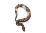 Load image into Gallery viewer, Male Pied 100% het. T- Albino Blood Python