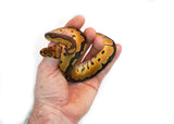 Load image into Gallery viewer, Male Clown Fire Ball Python