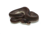 Load image into Gallery viewer, Female Black Pastel Cinnamon ++ Ball Python