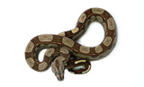 Load image into Gallery viewer, Male Rosewell Pos. IMG