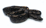 Load image into Gallery viewer, Female IMG Roswell Laddertail Possible het. Albino Possible het. Anerytheristic Boa Constrictor