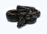 Load image into Gallery viewer, Female IMG Roswell Laddertail Possible het. Albino Possible het. Anerytheristic Boa Constrictor