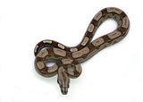 Load image into Gallery viewer, Female Roswell Laddertail Possible het. Anerytheristic Possible het. Albino