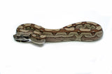 Load image into Gallery viewer, Female Roswell Laddertail Possible het. Anerytheristic Possible het. Albino