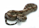 Load image into Gallery viewer, Female Roswell Laddertail Possible het. Anerytheristic Possible het. Albino