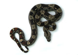 Load image into Gallery viewer, Male IMG Possible het. Albino &amp; Anerytheristic Boa Constrictor