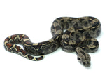 Load image into Gallery viewer, Male IMG Possible het. Albino &amp; Anerytheristic Boa Constrictor