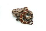 Load image into Gallery viewer, Female Hypo IMG Boa Constrictor
