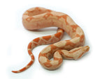 Load image into Gallery viewer, Female Kahl Albino Hypo IMG Boa Constrictor
