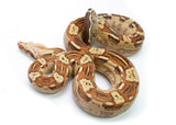 Load image into Gallery viewer, Male VPI T+ Aztec Boa Constrictor