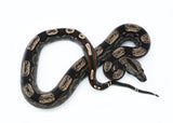 Load image into Gallery viewer, Male Roswell IMG Posiible Het. Albino Possible Het. Anerytheristic Boa Constrictor