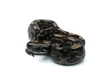 Load image into Gallery viewer, Male Roswell IMG Posiible Het. Albino Possible Het. Anerytheristic Boa Constrictor