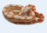 Load image into Gallery viewer, Female Kahl Albino Roswel Laddertail Possible IMG Possible Het Anerytheristic Boa Constrictor