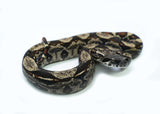 Load image into Gallery viewer, Female IMG Possible het. Albino Possible het. Anerytheristic Boa Constrictor