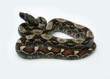 Load image into Gallery viewer, Female IMG Possible het. Albino Possible het. Anerytheristic Boa Constrictor