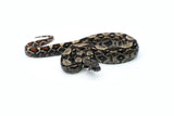 Load image into Gallery viewer, Female IMG Possible Het. Albino Possible Het. Anerytheristic Boa Constrictor