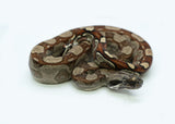 Load image into Gallery viewer, Male Roswell Laddertail Boa Constrictor
