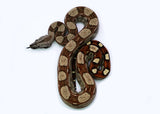 Load image into Gallery viewer, Male Roswell Laddertail Boa Constrictor