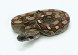 Load image into Gallery viewer, Male Roswell Laddertail Boa Constrictor