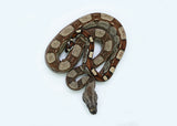 Load image into Gallery viewer, Male Roswell Laddertail Boa Constrictor