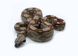 Load image into Gallery viewer, Male Roswell Laddertail Boa Constrictor