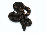 Load image into Gallery viewer, Female IMG Roswell Laddertail Possible het. Albino Possible het. Anerytheristic Boa Constrictor
