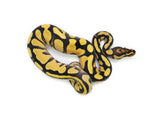 Load image into Gallery viewer, 2025 Pastel Orange Dream Yellowbelly het. Piebald Ball Python