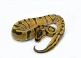 Load image into Gallery viewer, 2025 Female Super Enchi EMG Ball Python