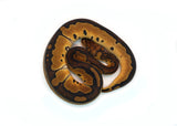 Load image into Gallery viewer, Female Gene-X Clown Ball Python
