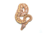 Load image into Gallery viewer, Male Coral Glow Mojave Blackhead + Ball Python