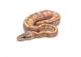 Load image into Gallery viewer, Male Coral Glow Mojave Blackhead + Ball Python
