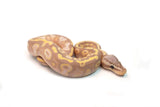Load image into Gallery viewer, Male Coral Glow Mojave Blackhead + Ball Python