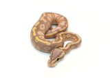 Load image into Gallery viewer, Male Coral Glow Mojave Blackhead + Ball Python