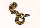 Load image into Gallery viewer, Male Pastel Black Head Microscale Yellowbelly Ball Python