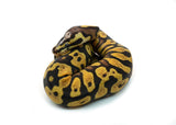 Load image into Gallery viewer, Male Pastel Black Head Microscale Yellowbelly Ball Python