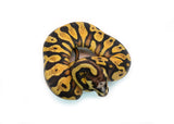 Load image into Gallery viewer, Male Pastel Black Head Microscale Yellowbelly Ball Python