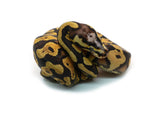 Load image into Gallery viewer, Male Pastel Black Head Microscale Yellowbelly Ball Python