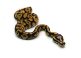 Load image into Gallery viewer, Male Pastel Black Head Microscale Yellowbelly Ball Python