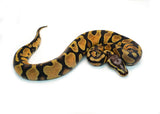 Load image into Gallery viewer, Male Pastel Micro Scale Blackhead Ball Python