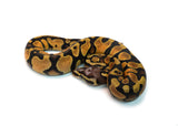 Load image into Gallery viewer, Male Pastel Micro Scale Blackhead Ball Python