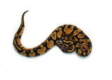 Load image into Gallery viewer, Male Pastel Micro Scale Blackhead Ball Python