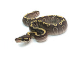 Load image into Gallery viewer, Male Mojave GHI Yellowbelly Black Pastel het. Clown Possible Odium Ball Python