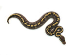 Load image into Gallery viewer, Male Mojave GHI Yellowbelly Black Pastel het. Clown Possible Odium Ball Python