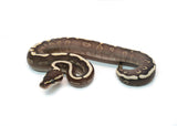 Load image into Gallery viewer, Female Mojave GHI  Redstripe Odium Possible Yellowbelly het. Clown Ball Python